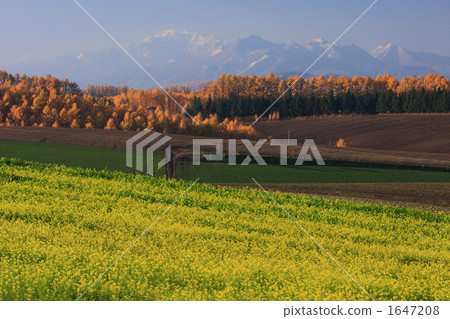 Nanohana和Mt. Ashibetsu 1647208