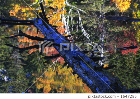 Fallen fallen leaves and fallen leaves on the water surface 1647285