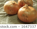 蔥 1647337