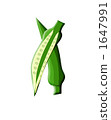 Okra 1647991