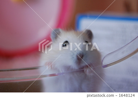 yellow pudding hamster