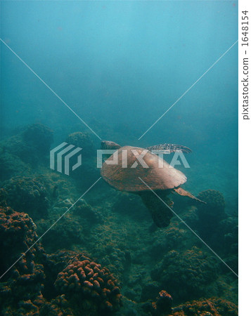 單臂海龜 1648154