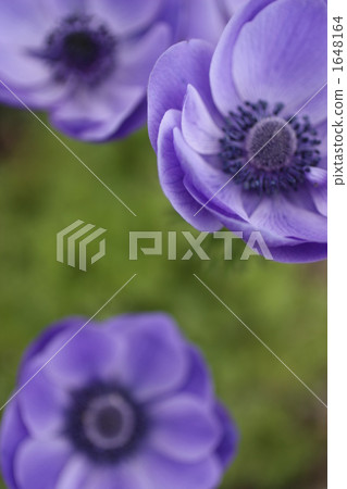 Purple poppy which bloomed in the botanical garden Purple poppy which bloomed in the botanical garden 1648164