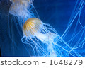 Jellyfish 1648279