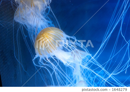 Jellyfish 1648279
