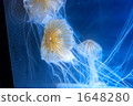 Jellyfish 1648280