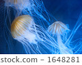 Jellyfish 1648281