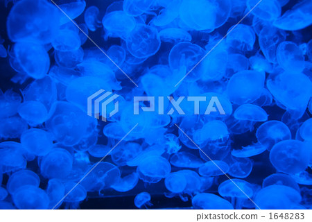 Moon jellyfish Moon jellyfish 1648283