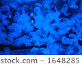 Moon jellyfish 1648285