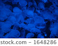 Moon jellyfish 1648286