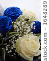 Blue Rose Blue Rose 1648289