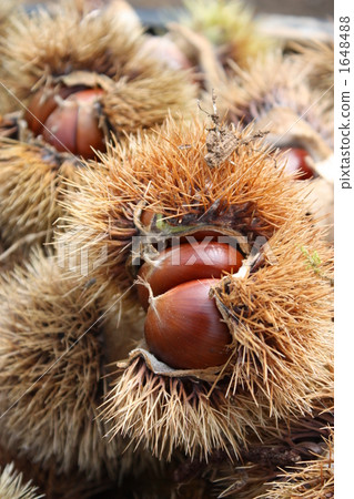 秋天的味道 - 栗子果實 1648488