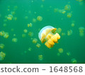 jellyfish  1648568