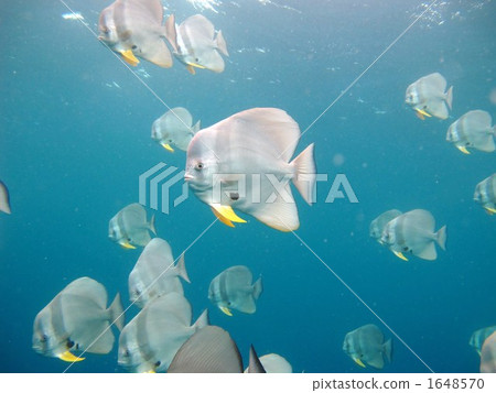 Swallow 's Wheat 1648570