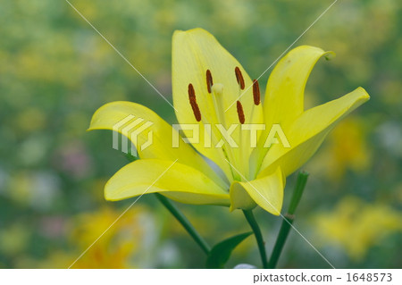 Seibuen garden Yellow lily 1648573
