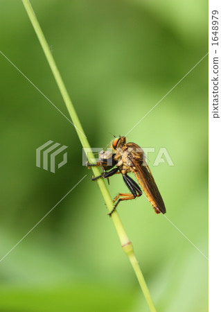 Aomeab under prey Aomeab under prey 1648979