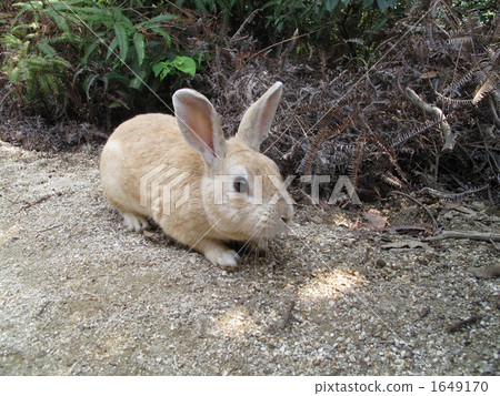 Wild rabbit Wild rabbit 1649170