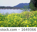 四萬十川 洪水期間連通淹沒的地方 大河 1649366