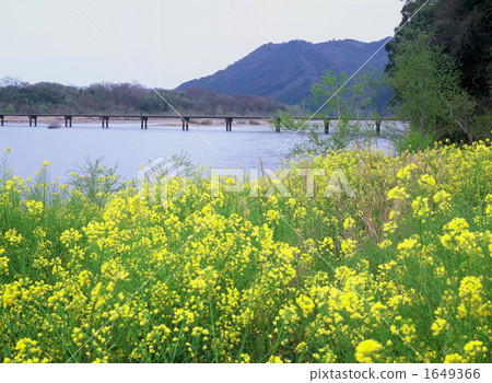 四萬十川 洪水期間連通淹沒的地方 大河 1649366