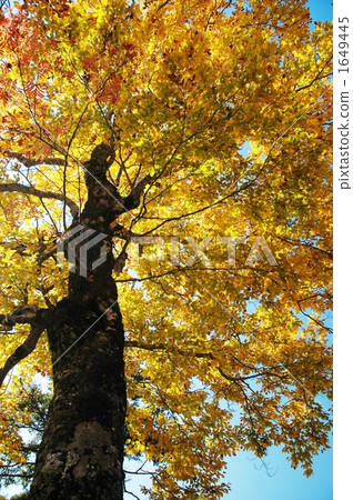 Yellow leaf beech that covers over 1649445