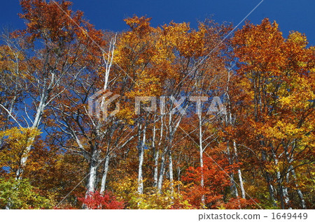 The autumn leaves of the mountains shining in the blue sky 1649449