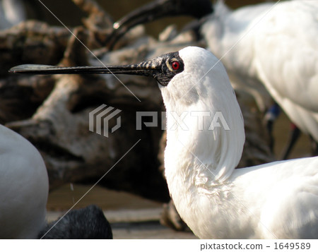 Kurozurahella Kurozurahella 1649589