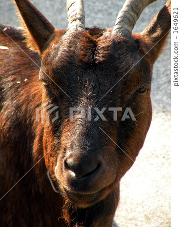 Goat  1649621