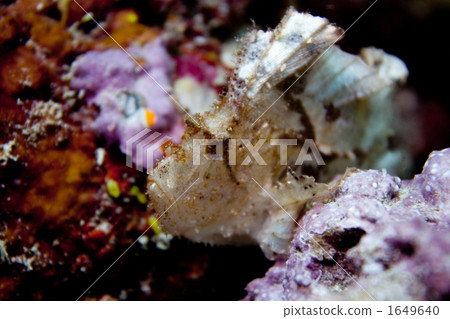 paperfish, leaf scorpionfish, saltwater fish 1649640