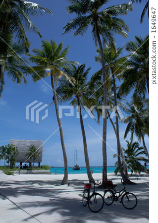 coconut palm, maldives, indian ocean 1649647