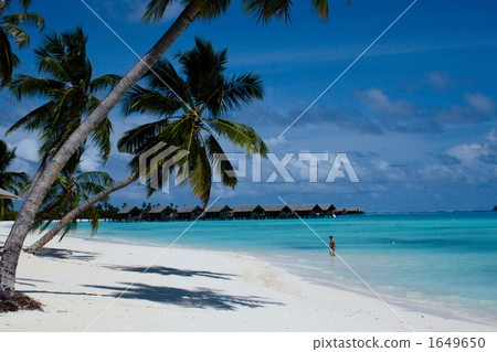 馬爾代夫 椰子樹 沙灘 1649650
