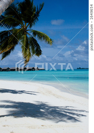 coconut palm, maldives, indian ocean 1649654