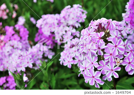 一朵溫柔的花 1649704