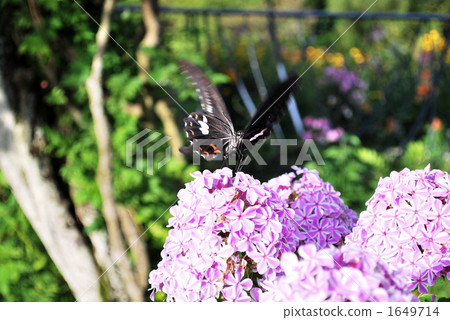 從鮮花到鮮花 1649714