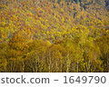 楓樹 紅楓 楓葉 1649790