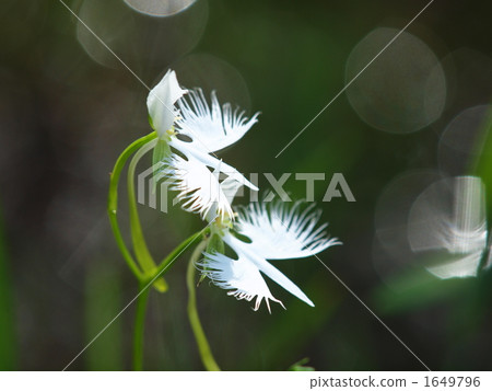 流蘇蘭花 鷺草 穗蘭 1649796