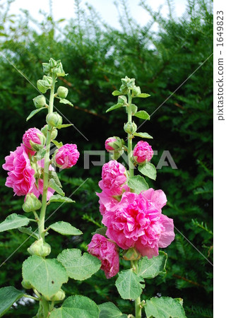 女王先生 1649823