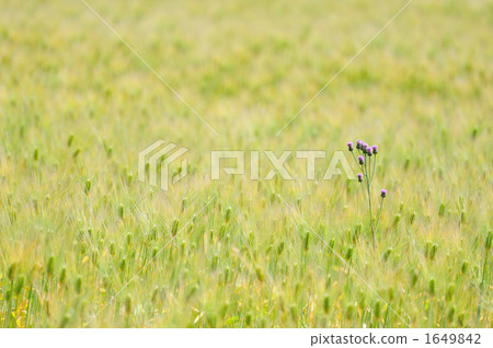 wheat, thistle, marianum 1649842