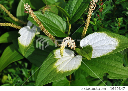 Half-summer students who bathe in the day and spread feathers 1649847