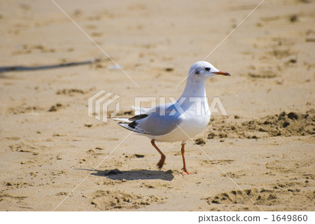 海鷗 鷗 海鳥 1649860