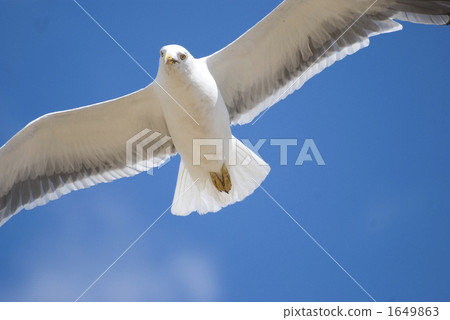 gull, sea gull, sea bird 1649863