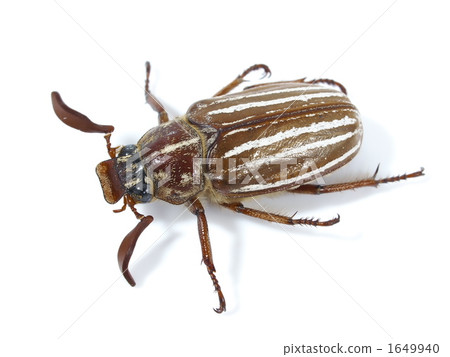 Okinawashiro suji kokane♂ 1649940