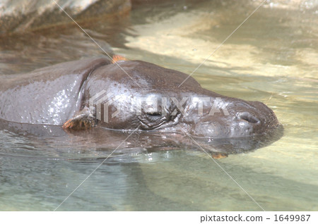侏儒河馬 東山動植物園 平靜 1649987
