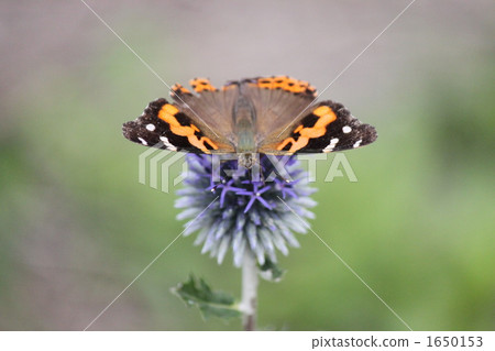 Thistle (Ruritama Azami) and Acacathetha 1650153