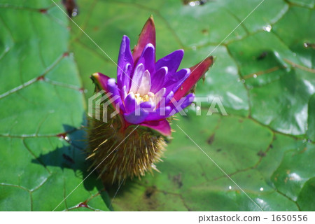 Onibus flowers Onibus flowers 1650556