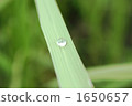 sudden evening shower, food, foods 1650657