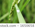 paddy, rice plant, vegetation 1650658