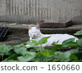 cat, pussy, animal 1650660