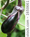 eggplant, vegetables, vegetable 1650661