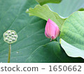 lotus, plant, vegetative 1650662
