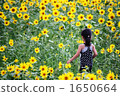 sunflower field, girl, young girl 1650664
